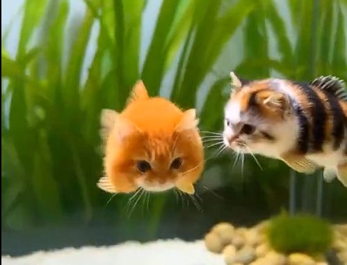 Gato Peixe - Fotografia de documentação