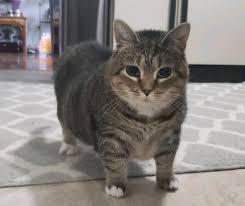 Gato Uiia - Fotografia antes da rotação