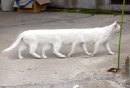 Gato Longo - Fotografia durante evento de estiramento