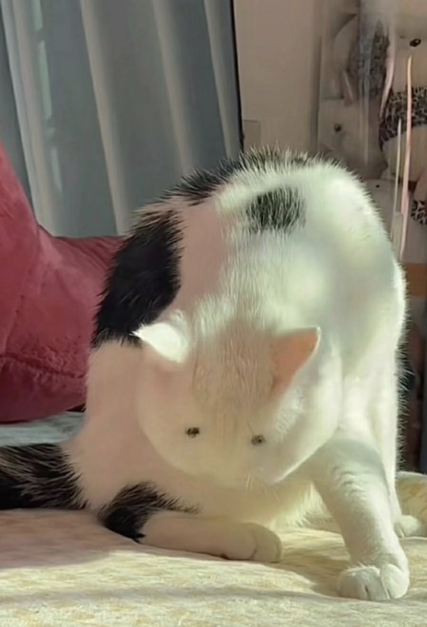 Gato Skinwalker - Captura de câmera de segurança antes da falha total do equipamento