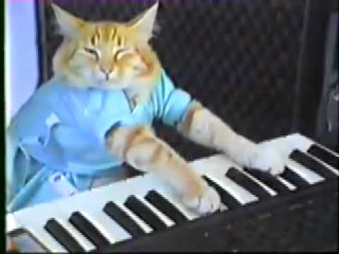 Gato Teclado - Fotografia durante evento sonoro