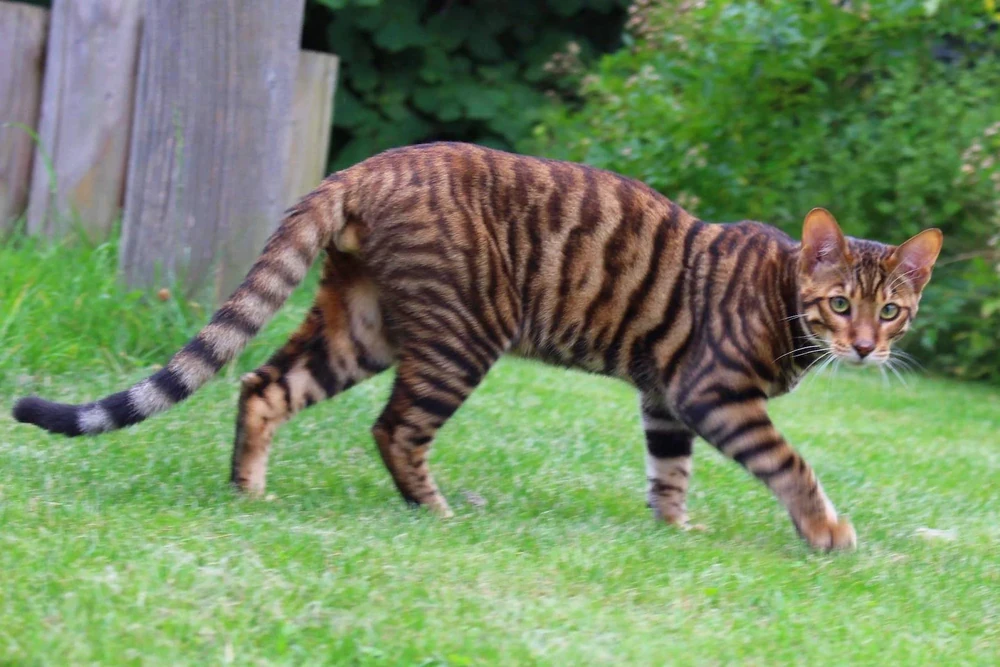 Gato Tigre Ilusório - Imagem capturada por câmera especial
