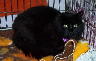 Gato Transformador - Imagem de contenção